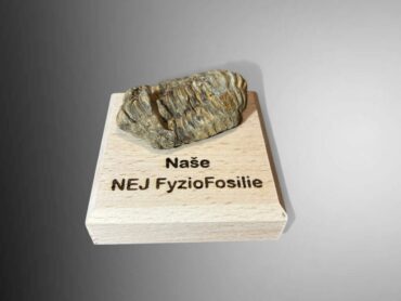 Darčeky z pravěku trilobit